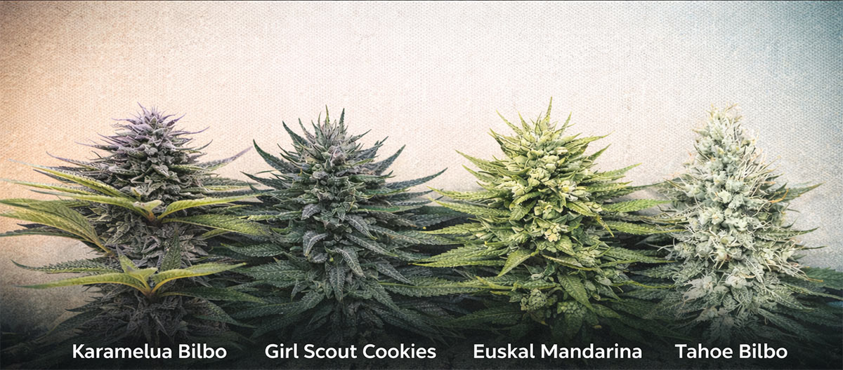 oferta-2x1-novedades-feminizadas-genehtik2026_optimized