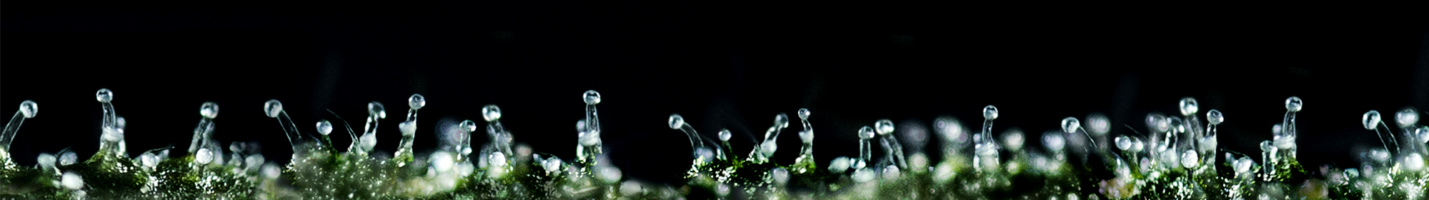 Tricomas de cannabis, origen de la resina del hachís