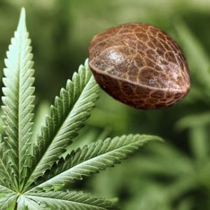Comprar semillas de marihuana