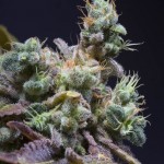 Semilla de marihuana Txomango - Genehtik