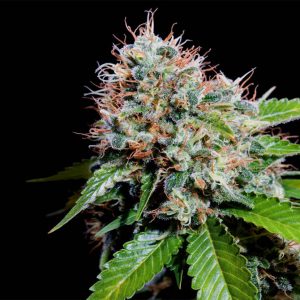 Comprar semillas de marihuana de calidad y garantia - Genehtik