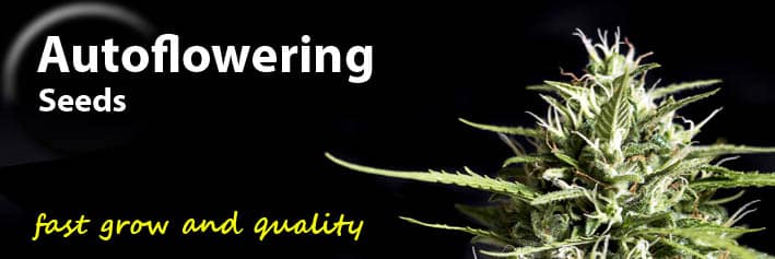 Autoflowering cannabis seeds Genehtik