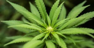 OMS recomienda excluir el cannabis de la lista de drogas peligrosas