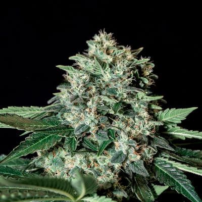 Gorila Bilbo - Semilla de cannabis feminizada