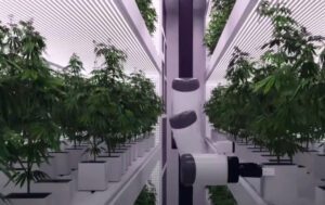 Granja de marihuana automatizada