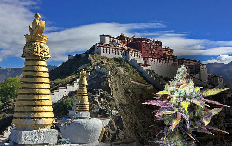 El origen del cannabis es el Tibet