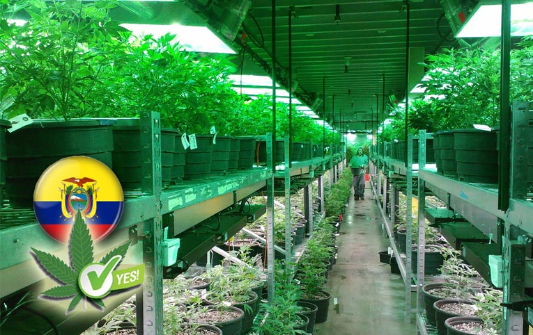 Ecuador aprueba el uso y consumo de cannabis medicinal