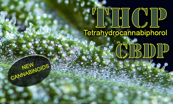 THCP y CBPD dos nuevos cannabinoides