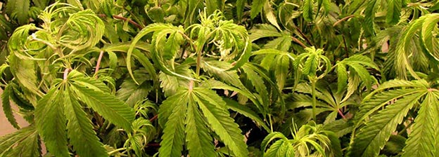 Exceso de riego en el cannabis