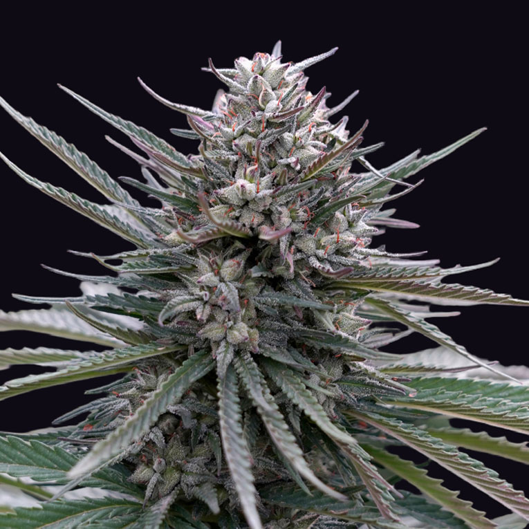 Blubonik Auto Genehtik Blubonik Auto Genehtik