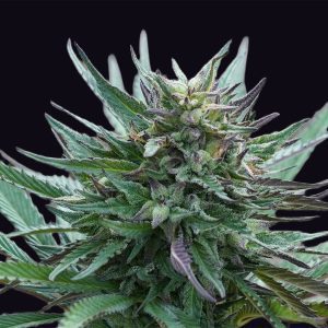 Girl-Scout-Cookies-genehtik