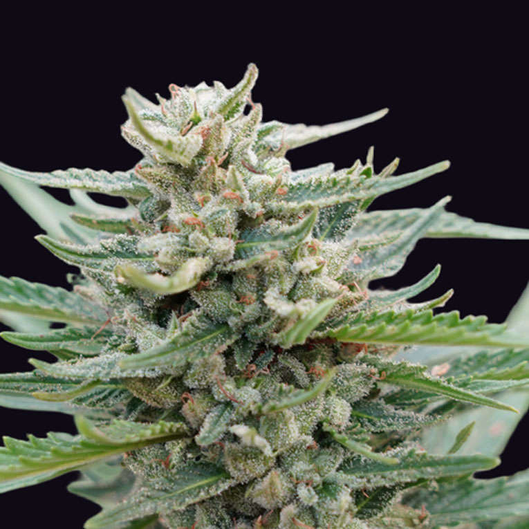 Santa Maria Bilbo Auto Santa Maria Bilbo Auto