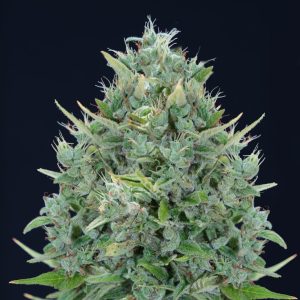 Txomango Auto Genehtik