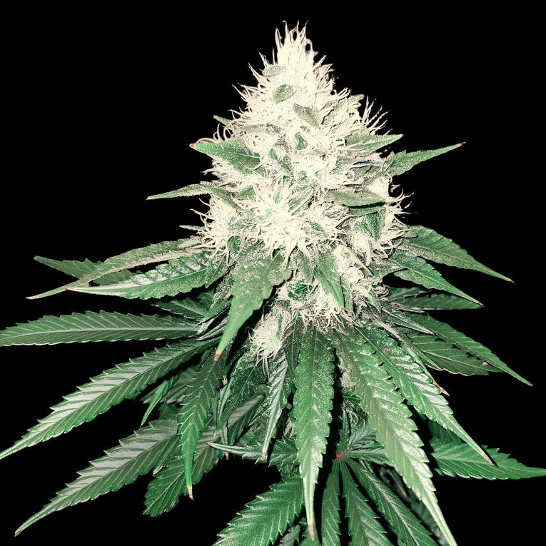 Tahoe Bilbo - Imagen 2